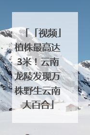 「视频」植株最高达3米！云南龙陵发现万株野生云南大百合