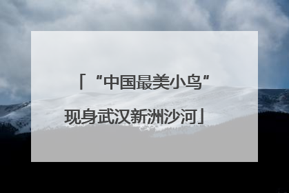 “中国最美小鸟”现身武汉新洲沙河