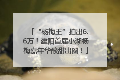 “杨梅王”拍出6.6万！建阳首届小湖杨梅嘉年华酸甜出圈！