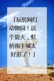 玩转网红动物园！这个夏天，虹桥南丰城太好逛了！
