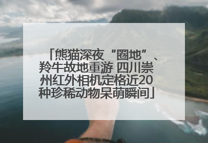 熊猫深夜“圈地”、羚牛故地重游 四川崇州红外相机定格近20种珍稀动物呆萌瞬间
