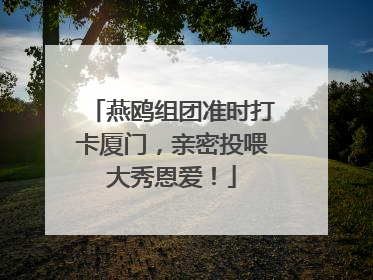 燕鸥组团准时打卡厦门，亲密投喂大秀恩爱！