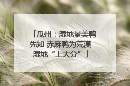 瓜州：湿地景美鸭先知 赤麻鸭为荒漠湿地“上大分”