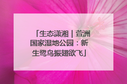 生态潇湘｜萱洲国家湿地公园：新生鹭鸟振翅欲飞