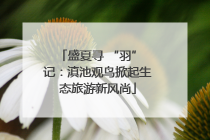 盛夏寻 “羽” 记：滇池观鸟掀起生态旅游新风尚