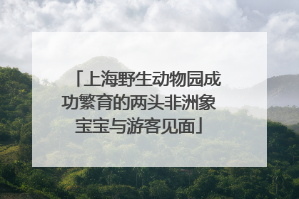 上海野生动物园成功繁育的两头非洲象宝宝与游客见面