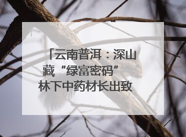 云南普洱：深山藏“绿富密码” 林下中药材长出致富新图景
