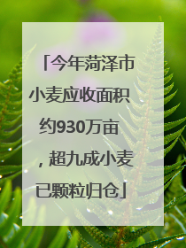 今年菏泽市小麦应收面积约930万亩，超九成小麦已颗粒归仓