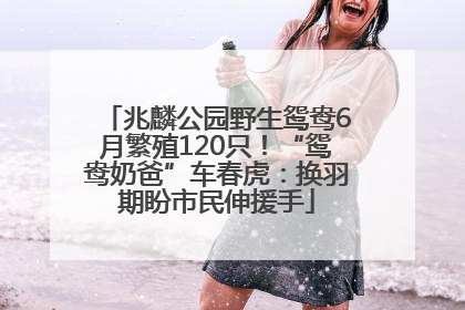 兆麟公园野生鸳鸯6月繁殖120只！“鸳鸯奶爸”车春虎：换羽期盼市民伸援手