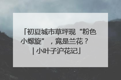 初夏城市草坪现“粉色小螺旋”，竟是兰花？ | 小叶子沪花记