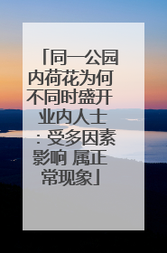 同一公园内荷花为何不同时盛开 业内人士：受多因素影响 属正常现象