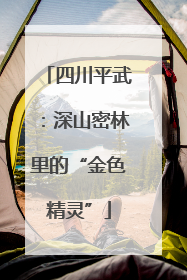四川平武：深山密林里的“金色精灵”