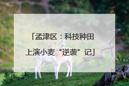 孟津区：科技种田 上演小麦“逆袭”记