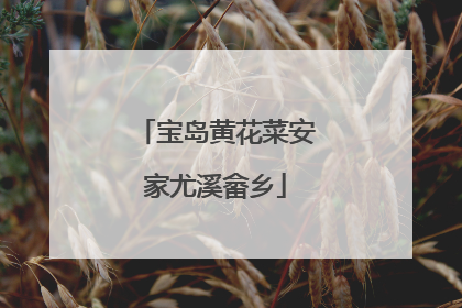 宝岛黄花菜安家尤溪畲乡