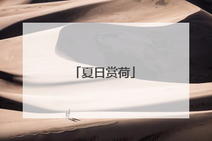 夏日赏荷