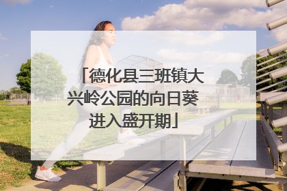 德化县三班镇大兴岭公园的向日葵进入盛开期