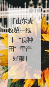 山东麦收第一线丨“良种田”里产好粮