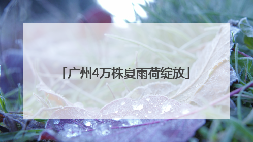 广州4万株夏雨荷绽放