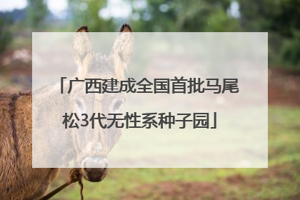 广西建成全国首批马尾松3代无性系种子园