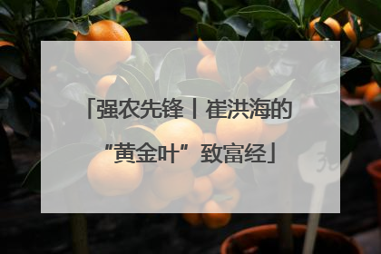 强农先锋丨崔洪海的“黄金叶”致富经