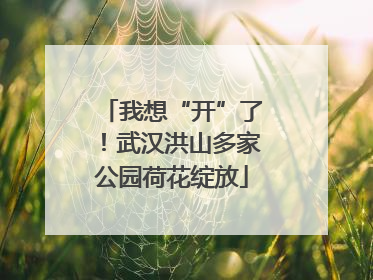 我想“开”了！武汉洪山多家公园荷花绽放