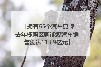拥有65个汽车品牌 去年槐荫区新能源汽车销售额达113.9亿元