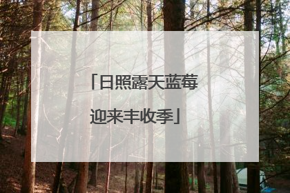 日照露天蓝莓迎来丰收季