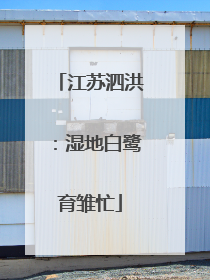 江苏泗洪：湿地白鹭育雏忙