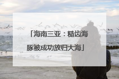 海南三亚：糙齿海豚被成功放归大海