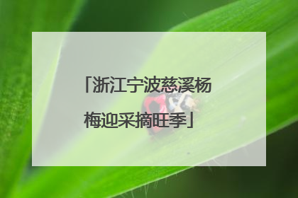浙江宁波慈溪杨梅迎采摘旺季