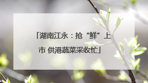 湖南江永：抢“鲜”上市 供港蔬菜采收忙