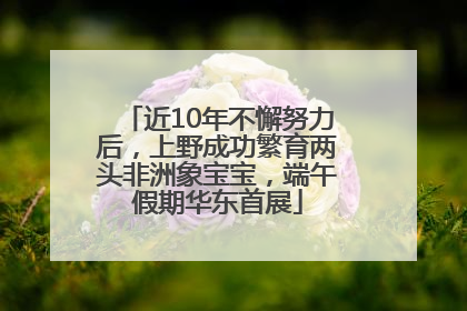 近10年不懈努力后，上野成功繁育两头非洲象宝宝，端午假期华东首展