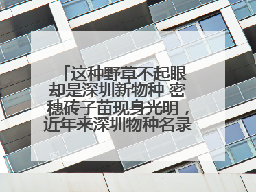 这种野草不起眼 却是深圳新物种 密穗砖子苗现身光明，近年来深圳物种名录不断刷新