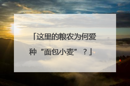 这里的粮农为何爱种“面包小麦”？