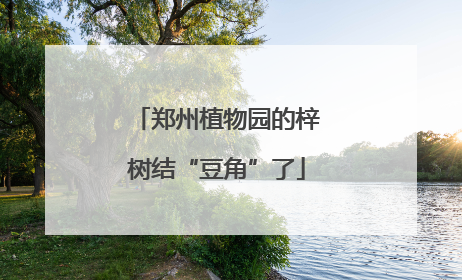 郑州植物园的梓树结“豆角”了