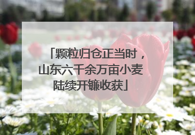 颗粒归仓正当时，山东六千余万亩小麦陆续开镰收获