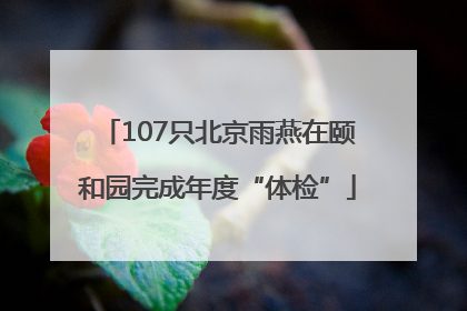 107只北京雨燕在颐和园完成年度“体检”